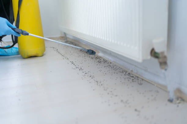 Flea Control Services in Oyster Bay Cove, NY